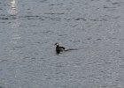 Red-necked Grebe (4)