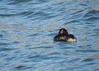 Red-necked Grebe (40)