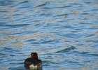 Red-necked Grebe (41)