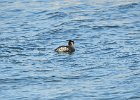Red-necked Grebe (42)