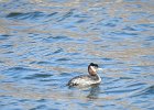 Red-necked Grebe (43)