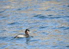 Red-necked Grebe (44)