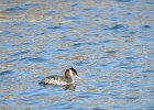 Red-necked Grebe (45)