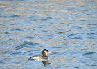 Red-necked Grebe (46)