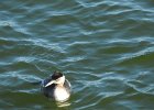 Red-necked Grebe (47)