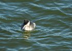 Red-necked Grebe (48)