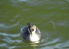 Red-necked Grebe (49)