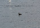 Red-necked Grebe (5)