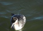Red-necked Grebe (50)