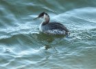 Red-necked Grebe (51)