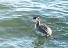 Red-necked Grebe (52)