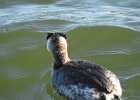 Red-necked Grebe (53)