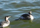 Red-necked Grebe (54)