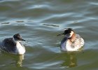Red-necked Grebe (55)