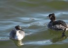 Red-necked Grebe (56)