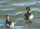 Red-necked Grebe (57)