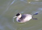 Red-necked Grebe (58)