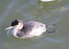 Red-necked Grebe (59)