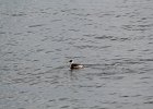 Red-necked Grebe (6)