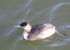 Red-necked Grebe (60)
