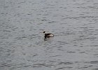 Red-necked Grebe (7)