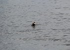 Red-necked Grebe (8)