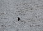 Red-necked Grebe (9)