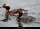 006 - 97 Eared Grebe