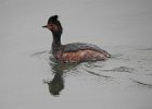 Eared Grebe (1)