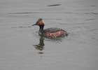 Eared Grebe (10)