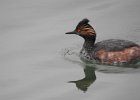 Eared Grebe (11)