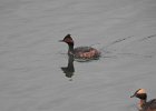 Eared Grebe (14)