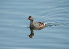 Eared Grebe (16)