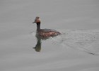 Eared Grebe (2)
