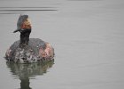 Eared Grebe (3)