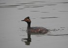 Eared Grebe (4)