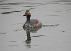 Eared Grebe (5)
