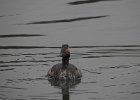 Eared Grebe (6)