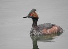Eared Grebe (7)