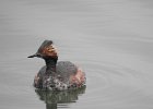 Eared Grebe (8)