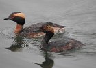 Eared Grebe (9)