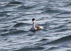 101Western Grebe (24)
