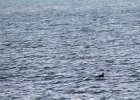 Western Grebe (1)