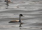 Western Grebe (24)