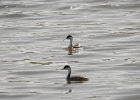 Western Grebe (25)