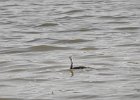 Western Grebe (26)