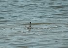 Western Grebe (27)