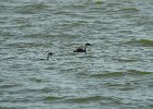Western Grebe (28)