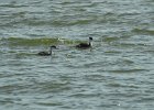 Western Grebe (29)