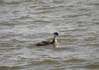 Western Grebe (30)